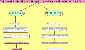 Anaerobic Cellular Respiration Sbi 4u Website