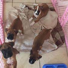 Breeding quality, health tested, champion bloodlines boxers. Best Boxer Puppies For Sale In Amarillo Texas For 2021