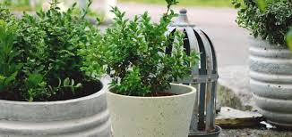 evergreen shrubs for pots in the shade