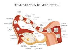 implantation symptoms signs when