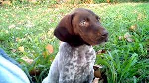They have been raised around our kids so they do very $1,200 teal girl. German Shorthaired Pointer Puppy Being Cute Youtube