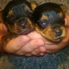 You can as well chat with us online for more information. Best Teacup Yorkies For Sale In Little Falls Minnesota For 2021