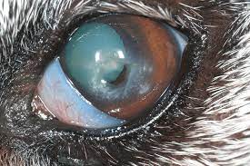 the aging canine eye what to look for
