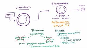 Overview Of Leukemia Hematology And Oncology Merck
