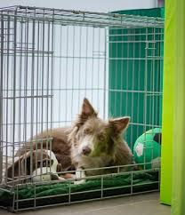 guide for dog crate training