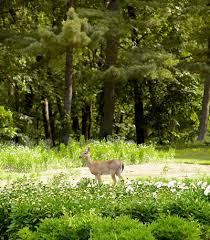 How To Keep Deer From Eating Plants And