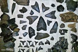 Fossilguy Com Peace River Fossil Hunting Shark Teeth And