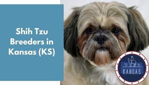 Angel is looking for her loving forever family! 10 Shih Tzu Breeders In Kansas Ks Shih Tzu Puppies For Sale Animalfate
