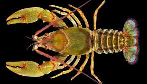 Giant Crayfish Species Found In Tennessee Science