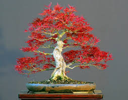 50 bonsai tree seeds anese red