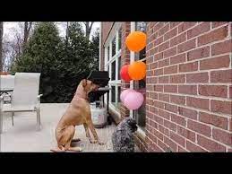 Jumping On The Door Using Balloons