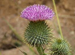 Wild onion and garlic are perennial weeds with a grasslike appearance, making them harder to spot. Bull Thistle Thistle Flower Purple Green Spikes Wildflower Needle Prickly Thorn Weed Pikist