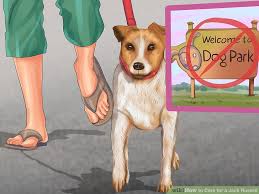 How To Care For A Jack Russell 14 Steps With Pictures
