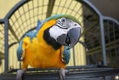 Image result for Great Black parrot price