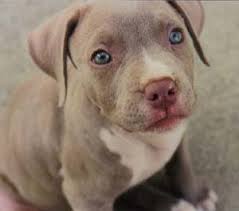 The american staffordshire terrier and the staffordshire bull terrier descended from the same lines. Brown Pitbull Terrier Puppies Pet S Gallery