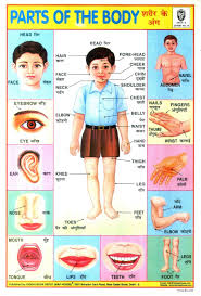 Parts Of The Body Hindi Language Learning School Posters