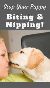 Some trainers recommend to mostly ignore puppy biting, as ignored behavior will decrease over time. How To Stop A Puppy From Biting And Nipping