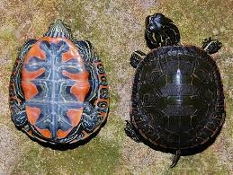 Midland painted turtles or chrysemys picta marginata as known in the scientific community are fun pets for the beginner looking to get started. Western Painted Turtles For Sale From The Turtle Source Western Painted Turtle Turtle Painting Turtles For Sale