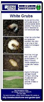 white grubs home and garden ipm from