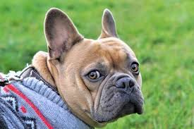 Junior champion of russia and of ukraine junior champion of club champion of russia, of belorussian and of ukraine cacib,champion of club. Do French Bulldog Puppies Change Color Predicting Your Frenchie S Adult Coat Color Anything French Bulldog