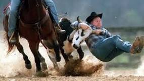 why-is-rodeo-not-animal-cruelty