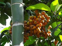 betel nut tree growing areca nuts