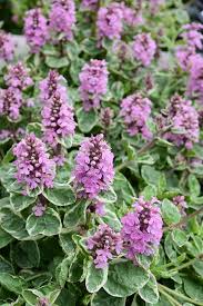 pink lightning bugleweed ajuga reptans