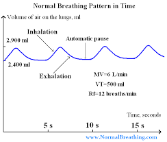 normal respiratory frequency volume