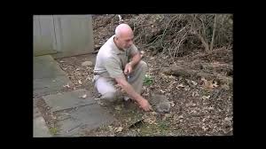 You have to set traps before that time and deactivate them in between to avoid. Best Groundhog Trap Rid Remove A Groundhog Woodchuck Gopher Full Instr Video Think Saftey 1rst Youtube