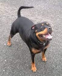 Although staffordshire bull terriers are independent and think for themselves, their indomitable courage, high intelligence, and tenacity are their greatest charms. 12 Unreal Rottweiler Cross Breeds You Have To See To Believe Rottweiler Rottweiler Mix Pitbull Terrier