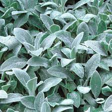 silver carpet lamb s ear sun