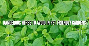 Pet Friendly Gardening Dangerous Plants