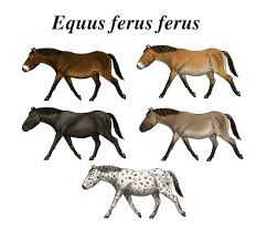 Equine Coat Color Genetics Wikipedia