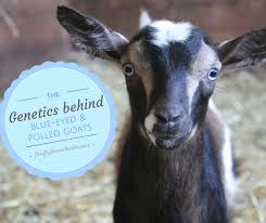 The Genetics Behind Blue Eyed And Polled Goats The Thrifty