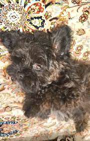 old toy poodle cross shih tzu male