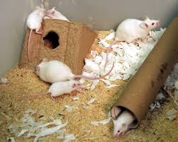 housing and husbandry of rodents nc3rs
