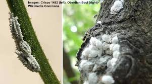 Effective Ways To Kill These White Bugs