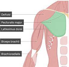 pectis major muscle attachment