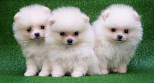 cute puppy names adorable ideas for