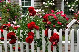 10 White Picket Fence Ideas Pictures