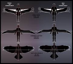 The Haast Eagle The Condor And The Albatross Wingspan In