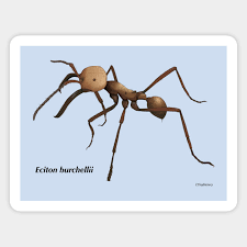Soldier Ant