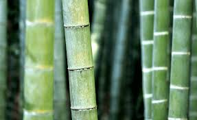 bamboo flooring problems illinado llc