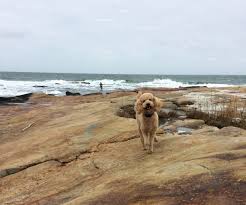 dog friendly beaches in ri bring your