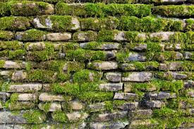 Green Moss On Old Stone Wall Stock