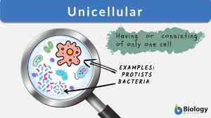 unicellular definition and exles