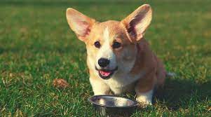 To give your corgi something to latch on to, the kong classic dog toy is a durable choice. Best Dog Foods For Corgis Puppies Adults Seniors