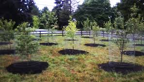 Fruit Tree Orchard And Berry Patch