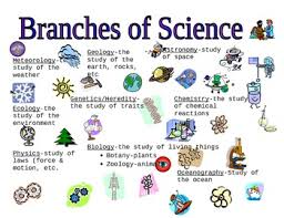 Branches Of Science Graphic Organizer Science Vocabulary