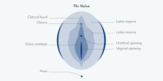Female private part diagram : Vaginas 101 Vagina Parts Anatomy And How The Vagina Changes Over Time